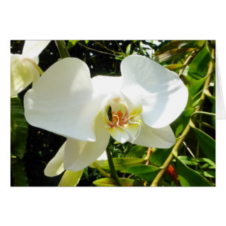 Orchid - Tomt kort