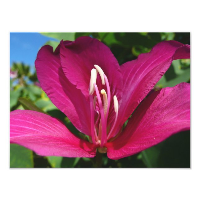 Orchid Träd Blommar Tropical Blommigt Fototryck (Framsidan)