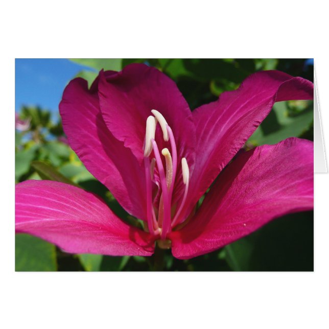 Orchid Träd Blommar Tropical Blommigt Hälsningskort (Framsidan Horizontal)