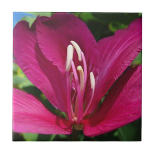 Orchid Träd Blommar Tropical Blommigt Kakelplatta