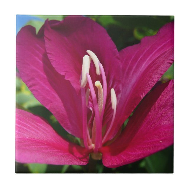 Orchid Träd Blommar Tropical Blommigt Kakelplatta (Framsidan)