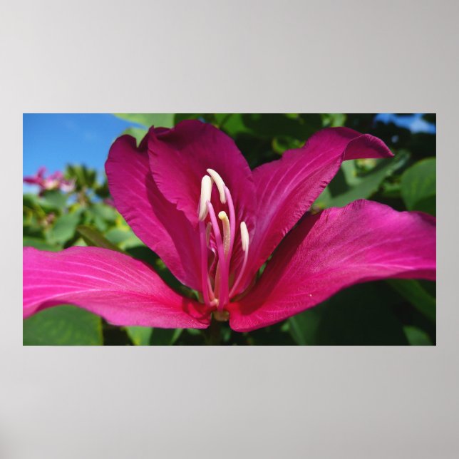 Orchid Träd Blommar Tropical Blommigt Poster (Framsidan)