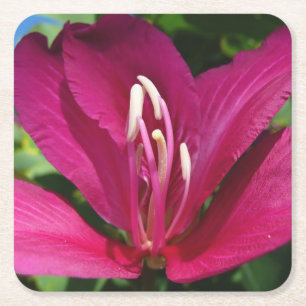 Orchid Träd Blommar Tropical Blommigt Underlägg Papper Kvadrat