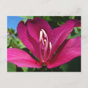 Orchid Träd Blommar Tropical Blommigt Vykort