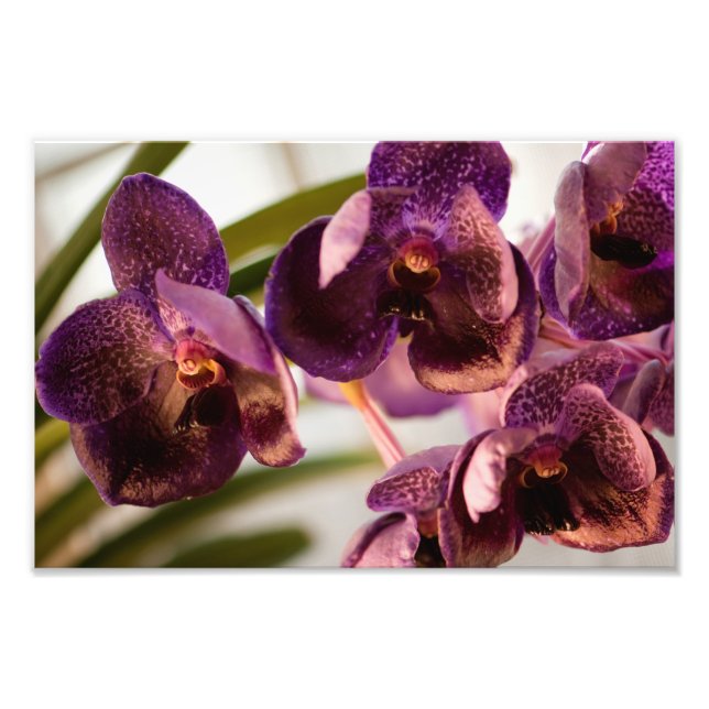 Orchid Vanda Pure's Vax Flower Group Fototryck (Framsidan)