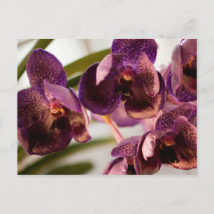 Orchid Vanda Pure's Vax Flower Group Vykort