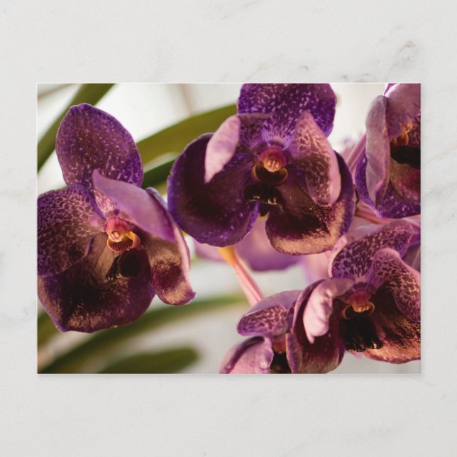 Orchid Vanda Pure's Vax Flower Group Vykort (Framsida)