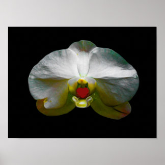 Orchid var Hennes hjärta Poster
