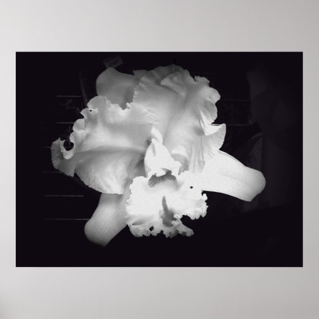 Orchid - Vivid Black and White Abstrakt Poster (Framsidan)
