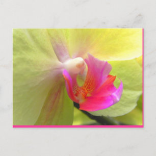 Orchid Vykort