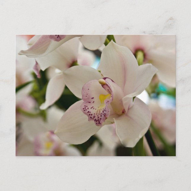 Orchid - vykort (Framsida)