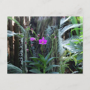 Orchid vykort