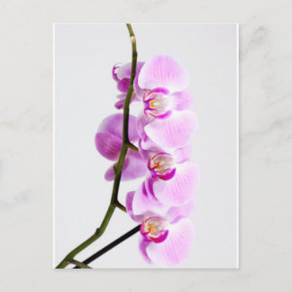 orchid vykort