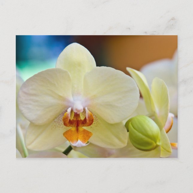 Orchid - vykort (Framsida)