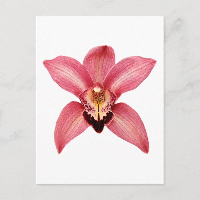 Orchid vykort (Framsida)