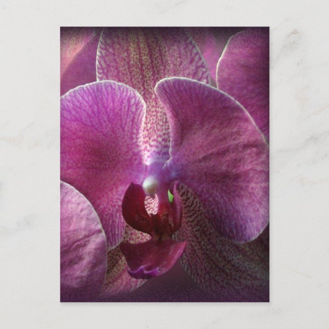 Orchid Vykort (Framsida)