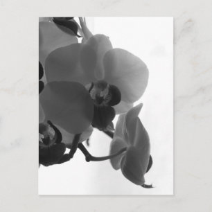 Orchid Vykort