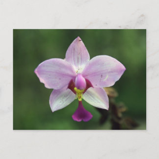 Orchid vykort