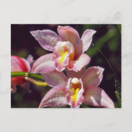 Orchid vykort