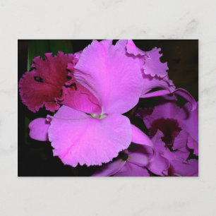 Orchid Vykort