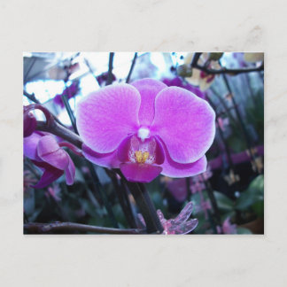 Orchid Vykort