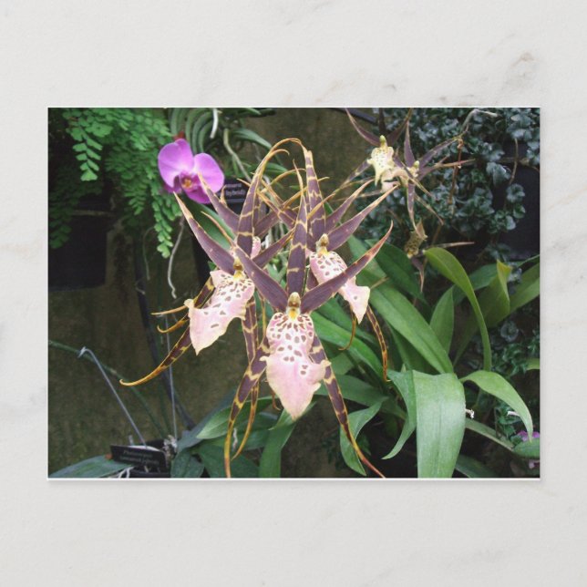 Orchid Vykort (Framsida)