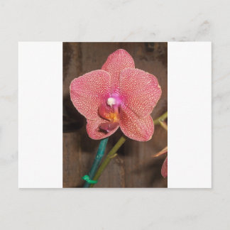 Orchid Vykort