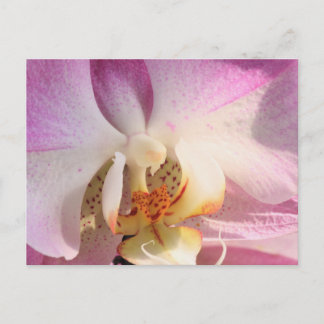 Orchid Vykort