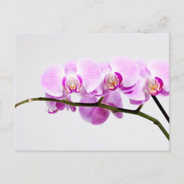 orchid vykort (Framsida)