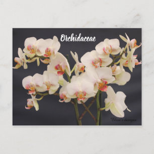 Orchidaceae, orquidea vykort