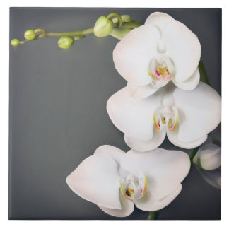 Orchidaceae (vitorchids kakelplatta