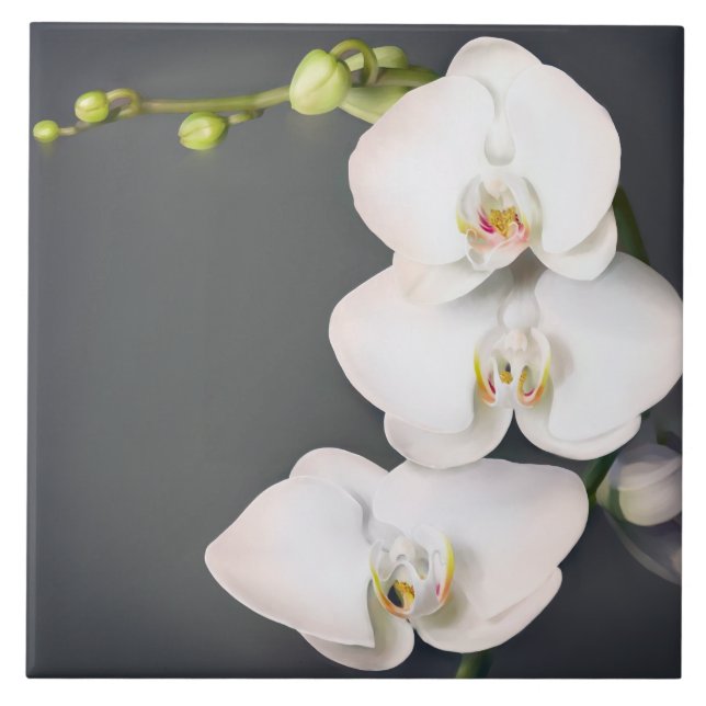 Orchidaceae (vitorchids kakelplatta (Framsidan)
