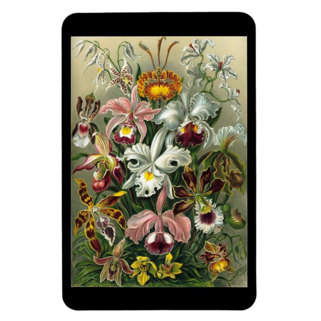 "Orchidae" av Ernst Haeckel Magnet (Vertikal)