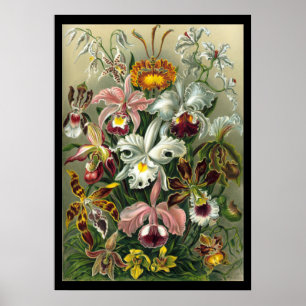 Orchidae av Ernst Haeckel Poster