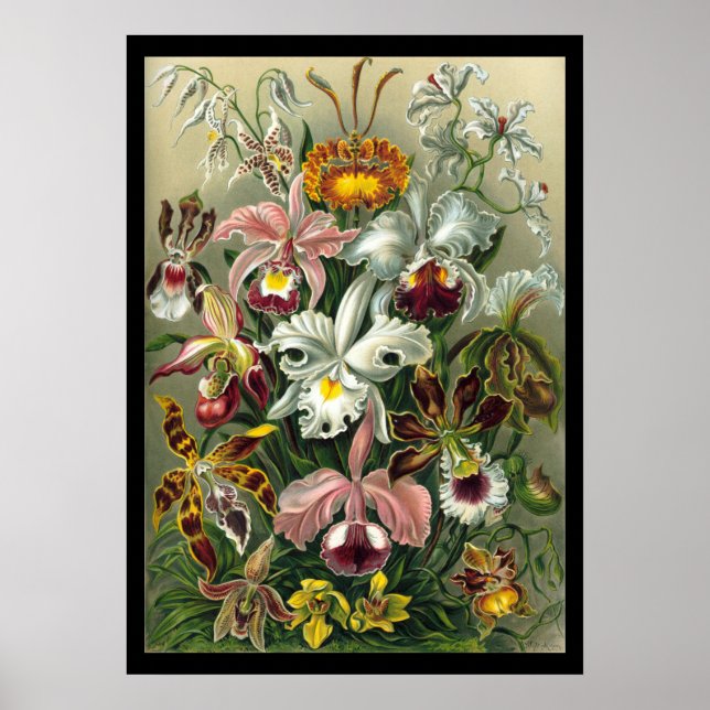 Orchidae av Ernst Haeckel Poster (Framsidan)