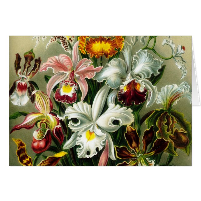 Orchidae Hälsningskort (Framsidan Horizontal)