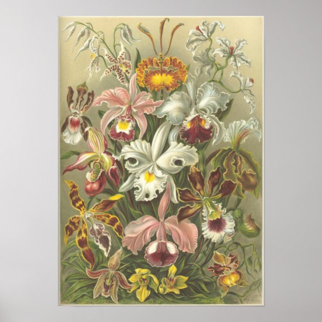 Orchidae Poster (Framsidan)