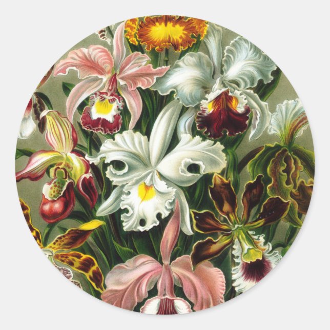 Orchidae Runt Klistermärke (Framsida)