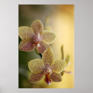 Orchidaffisch Poster