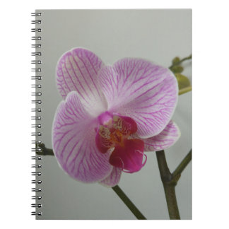 Orchidanteckningsbok Anteckningsbok