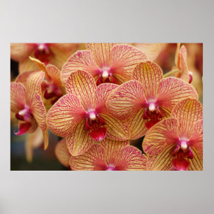 Orchidblomma Poster
