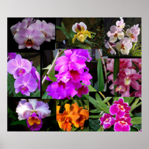 OrchidCollage Poster