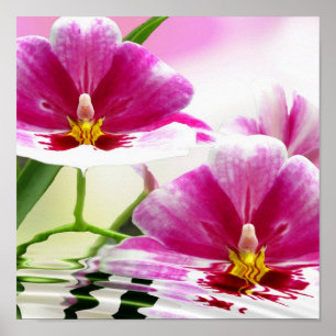 Orchide skvalpar poster