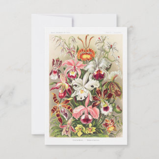 Orchideae Denusblumen A Giltsch By Ernst Haeckel Spara Datumet