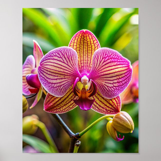 Orchidée art-vägg poster (Framsidan)