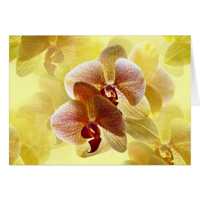 Orchidee Hälsningskort (Framsidan Horizontal)