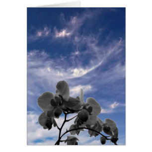 Orchidee Hälsningskort
