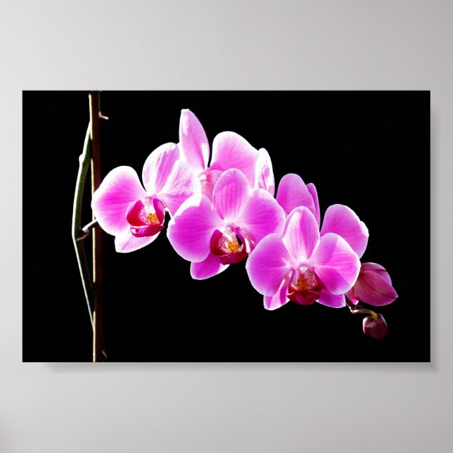 Orchidee Poster (Framsidan)