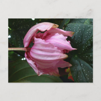 Orchidee Ro (Rosa Orchid) - Martinique, FWI Vykort