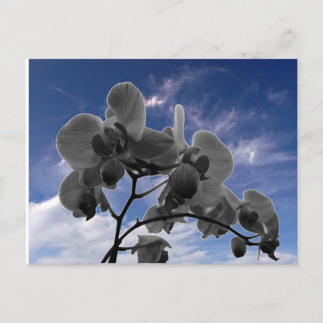 Orchidee Vykort (Framsida)
